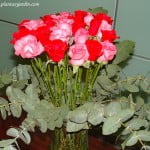 Arreglo floral de Rosas rosas y rojas con follaje de Eucalypto cinerea