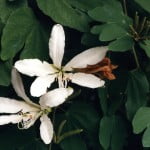 Bauhinia forficata Foto Wikipedia