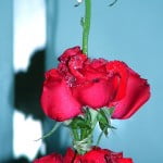 Bouquet floral de rosas rojas recien pulverizadas