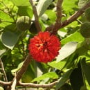Broussonetia papyrifera-Morera de papel