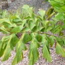 Caryota urens-Palma cola de pescado-Palma del vino de la India