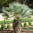 Chamaerops humilis-Palmito-Palmitera