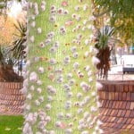 Chorisia speciosa detalle tronco con aguijones