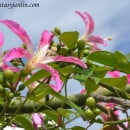 Chorisia speciosa-Palo borracho-Árbol botella-Árbol de lana