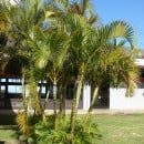 Chrysalidocarpus lutescens-Areca