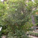 Citrus aurantifolia, el árbol del fruto de Lima