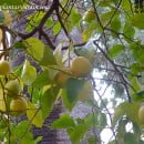 Citrus limon, el Limonero