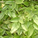 Citrus maxima, el árbol del pomelo