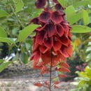 Erythrina crista-galli, el Ceibo Árbol y flor nacional de Argentina