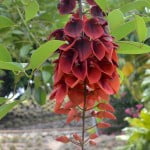 Erythrina crista galli detalle flor en verano