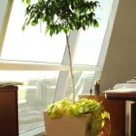 Ficus benjamina con Cordatum lemon copia Ficus benjamina con Cordatum lemon