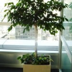 Ficus benjamina con Cordatum variegado y chips en cubo de piedra paris copia Ficus benjamina con Cordatum variegado y chips en cubo de piedra paris