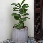 Ficus lyrata con piedra bola en cilindro de fibro cemento copia Ficus lyrata con piedra bola en cilindro de fibro cemento