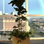 Ficus pandurata con Cordatum variegado y chips en cubo de piedra paris copia Ficus pandurata con Cordatum variegado y chips en cubo de piedra paris