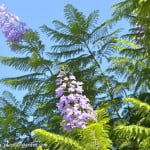 Jacaranda detalles de flores