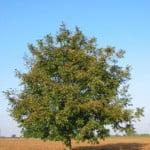 Junglans australis Foto Wikipedia