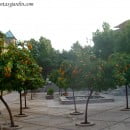 Citrus sinensis, el Naranjo