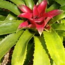 Bromeliáceas, plantas de crecimiento epífito y terrestre