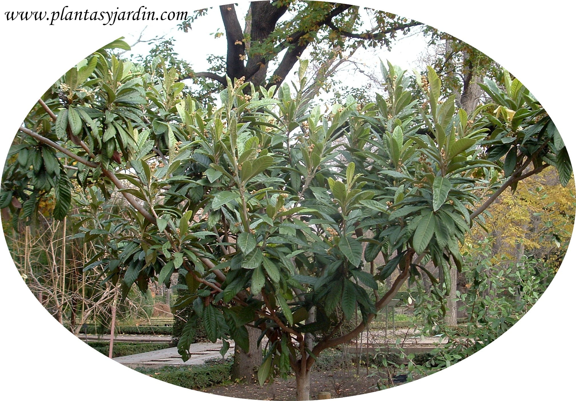 Eriobotrya Japonica N spero Del Jap n N spero Japon s Plantas Y Jard n