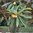 Eriobotrya japonica-Níspero del Japón-Níspero japonés