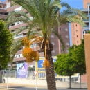 Phoenix dactylifera-Palma datilera-Palmera real