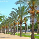 Palmeras resistentes a Trasplantes