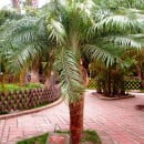 Palmeras para cultivar en Interiores