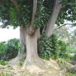 Phytolacca dioica Foto Wikipedia