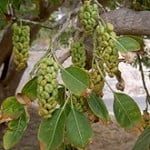 Phytolacca dioica hojas y frutos Foto Wikipedia