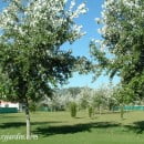 Populus alba, Álamo plateado-Álamo blanco-Chopo blanco