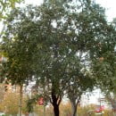 Quercus ilex, la Encina, el árbol nacional de España