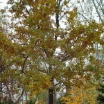 Quercus robur Roble comun