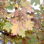 Quercus robur color otonal