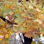 Quercus robur detalle follaje