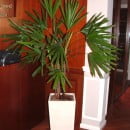 Plantas de Interior Descripción & Características