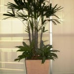 Raphis excelsa con Aglaonema y chips en piramidal de piedra paris y granza blanca