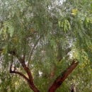 Schinus molle-Falso pimentero