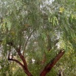 Schinus molle Falso pimentero