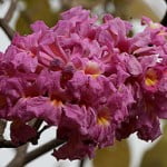 Tabebuia impetiginosa Foto Wikipedia
