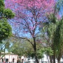 Tabebuia avellanedae-Lapacho rosado