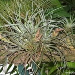 Tillandsia sp.