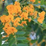 Tipuana tipu detalle flores