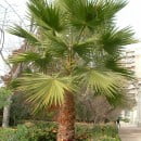 Washingtonia filifera-Palmera de abanico californiana