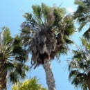 Washingtonia robusta-Palma de abanico mexicana