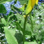 (*) Zantedeschia elliotiana