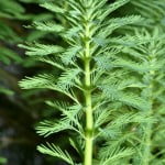 (*) Myriophyllum aquaticum (*) Myriophyllum aquaticum