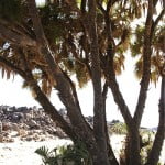 (*) Palma Dum-Hyphaene thebaica (*) Palma Dum-Hyphaene thebaica