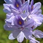 (*) Eichhornia crassepis-Jacinto de agua-Camalote, detalle de flor (*) Eichhornia crassepis-Jacinto de agua-Camalote, detalle de flor