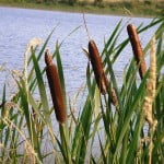 (*) Typha-Totoras (*) Typha-Totoras
