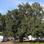 (*) Ficus sycomorus-Sicomoro (*) Ficus sycomorus-Sicomoro